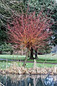 SALIX ALBA VITELLINA BRITZENSIS