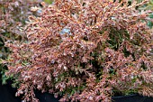 THUJA OCCIDENTALIS FIRE CHIEF