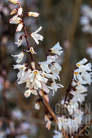 ABELIOPHYLLUM_DISTICHUM