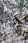 ABELIOPHYLLUM DISTICHUM