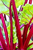 BETA VULGARIS FLAVESCENS, FANTASY F1