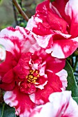 CAMELLIA MIDNIGHT VARIEGATED