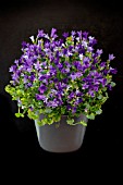 CAMPANULA PORTENCHLAGIANA DARK GET MEE,