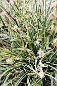 CAREX OSHIMENSIS EVEREST