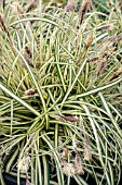 CAREX OSHIMENSIS EVERGOLD