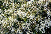 CLEMATIS ARMANDII