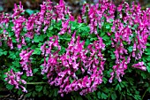 CORYDALIS SOLIDA GEORGE BAKER