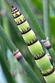 EQUISETUM GIGANTEUM