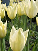 TULIPA WHITE TRIUMPHATOR