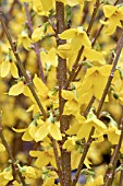 FORSYTHIA X INTERMEDIA WEEK END (COURTALYN)