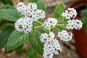 HELIOTROPIUM ARBORESCENS FLORENCE NIGHTINGALE