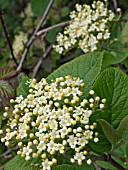 VIBURNUM LANTANA (WAYFARING TREE)