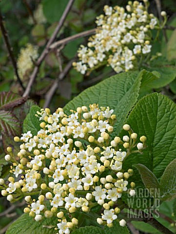 VIBURNUM_LANTANA_WAYFARING_TREE