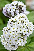 HELIOTROPIUM ARBORESCENS MRS LOWTHER