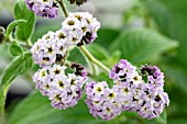 HELIOTROPIUM ARBORESCENS THE SPEAKER