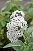 HELIOTROPIUM ARBORESCENS WHITE LADY