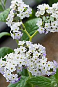 HELIOTROPIUM ARBORESCENS WHITE LADY