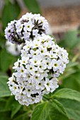 HELIOTROPIUM ARBORESCENS WHITE LADY