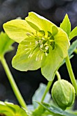 HELLEBORUS VIRIDUS