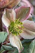 HELLEBORUS X ERICSMITHII PIROUETTE