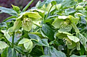 HELLEBORUS X HYBRIDUS