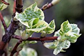 HYDRANGEA ANOMALA SUB SP PETIOLARIS SILVER LINING