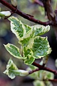 HYDRANGEA ANOMALA SUB SP PETIOLARIS SILVER LINING