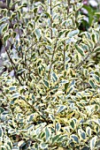 LIGUSTRUM IBOTA MUSLI (MUSTER)