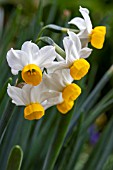 NARCISSUS TAZETTA SUBSP. LACTICOLOR (CANALICULATUS)