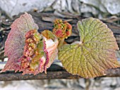 VITIS COIGNETIAE (CRIMSON GLORY VINE) SPRING GROWTH