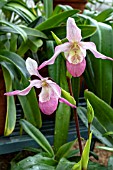 PHRAGMIPEDIUM X SEDENII