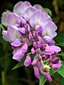 WISTERIA SINENSIS