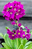 PRIMULA DENTICULATA RUBY