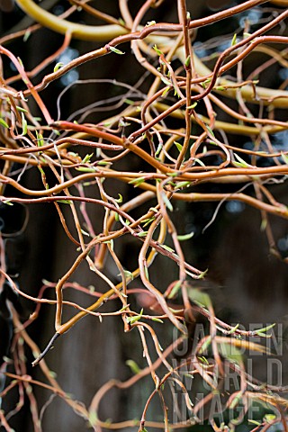 SALIX_X_SPECULARIS_ERYTHROFLEXUOSA