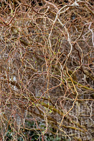 SALIX_X_SPECULARIS_ERYTHROFLEXUOSA