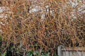 SALIX X SPECULARIS ERYTHROFLEXUOSA