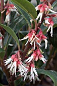 SARCOCOCCA HOOKERIANA WINTER GEM