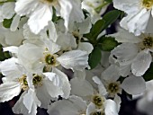 EXOCHORDA X MACRANTHA THE BRIDE