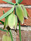 FRITILLARIA PONTICA