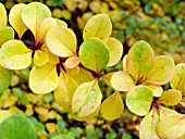 BERBERIS THUNBERGII