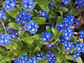 MYOSOTIS SYLVATICA NINA INDIGO (FORGET ME NOT)