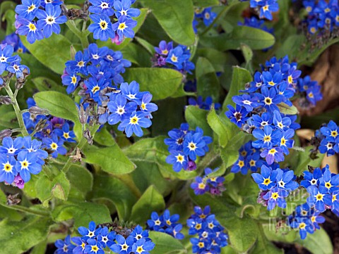 MYOSOTIS_SYLVATICA_NINA_INDIGO_FORGET_ME_NOT