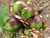 NECTARINE PINEAPPLE (EARLY FRUIT DEVELOPMENT)