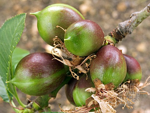 NECTARINE_PINEAPPLE_EARLY_FRUIT_DEVELOPMENT