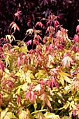 ACER PALMATUM ORANGE DREAM