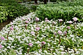 ALLIUM URSINUM & DARMERA PELTATA