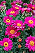 ARGYRANTHEMUM FRUITESCENS METEOR RED