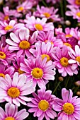 ARGYRANTHEMUM FRUITESCENS POLLY