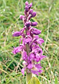 ORCHIS MASCULA (EARLY PURPLE ORCHID)