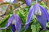 CLEMATIS CONSTANCE